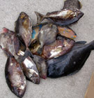 武市正二郎会長杯