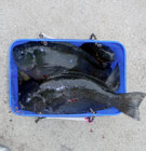 武市正二郎会長杯