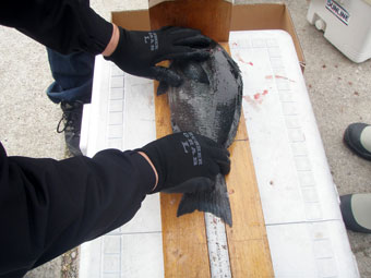 つり天国磯釣大会