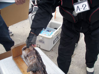 つり天国磯釣大会