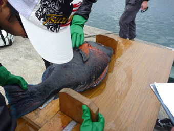 メガバスイベント