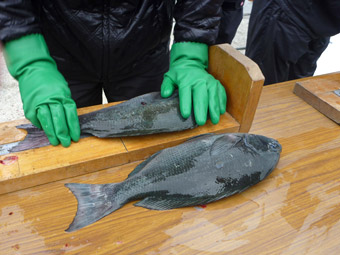 メガバスイベント