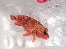 メガバスイベント