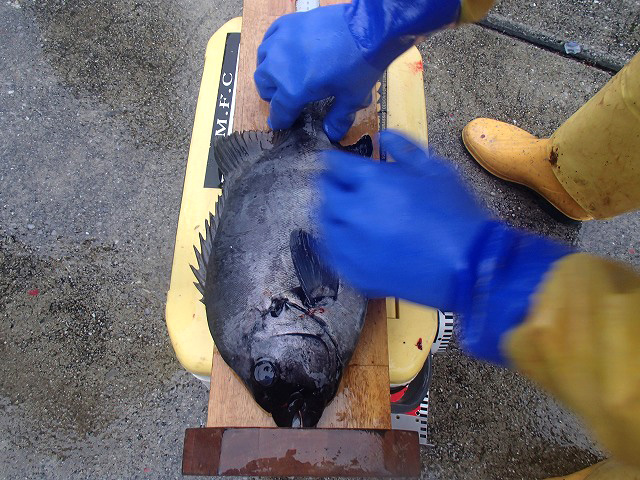 レイドジャパントークイベント